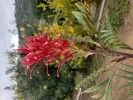 Grevillea Chrithmifolia